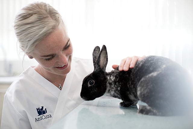 rabbitt
