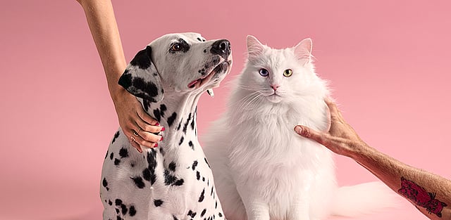 En hund og katt som ser på hverandre.