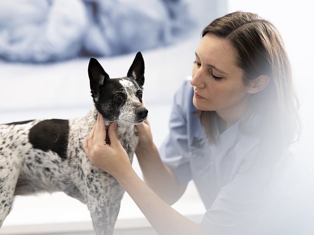 Veterinarian and nurse examening a dog