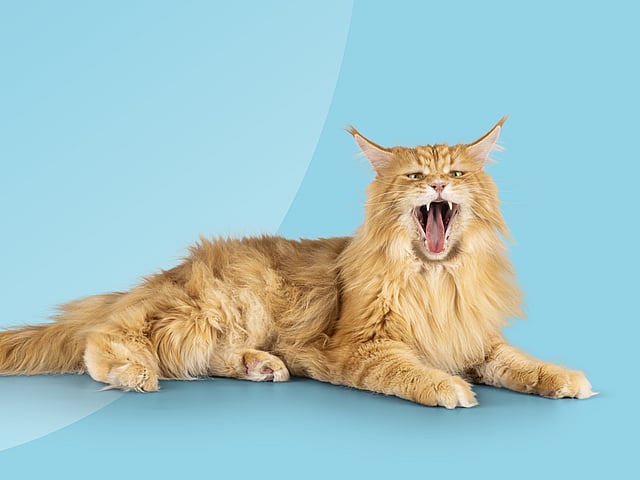 En katt med åpen munn.