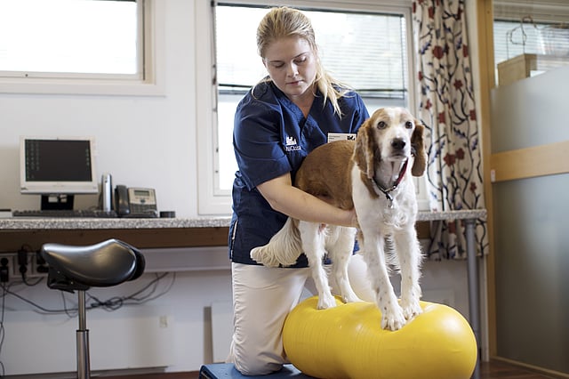 En person som holder en hund på en gul ball.