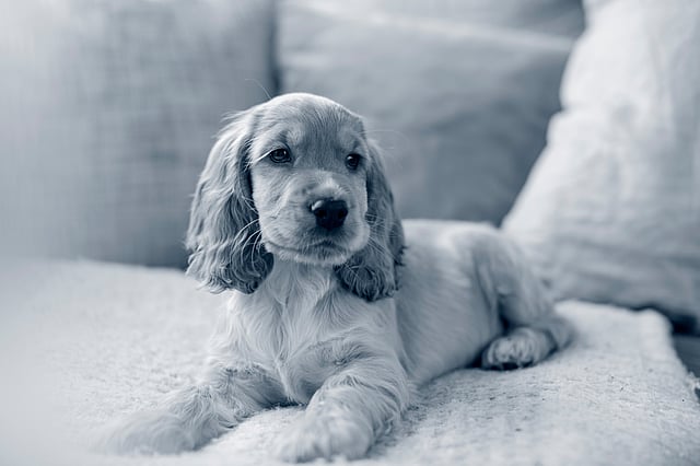 En hund som ligger på en sofa.