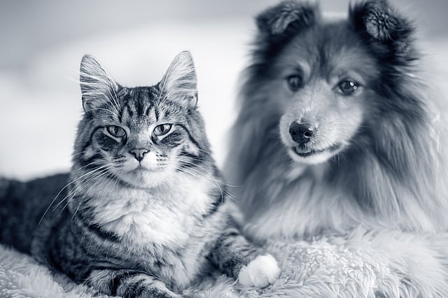 En katt og hund som ligger på et teppe.