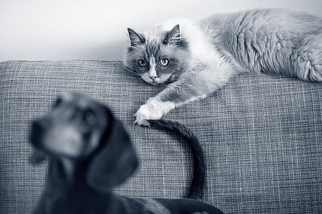 En katt som ligger på en sofa.