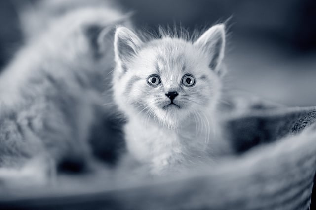 Et nærbilde av en kattunge.