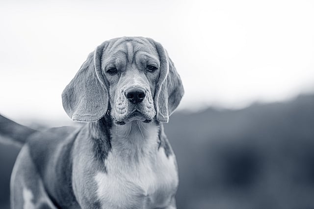 En hund som ser inn i kameraet.