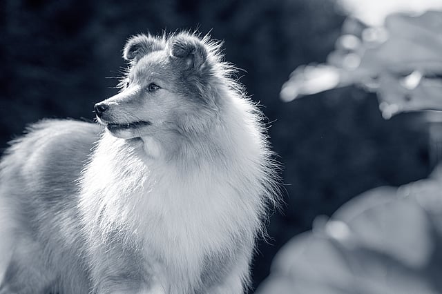 En hund som står ute i solen.
