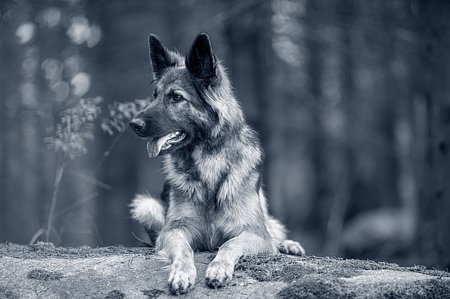 En hund som ligger på en stein.