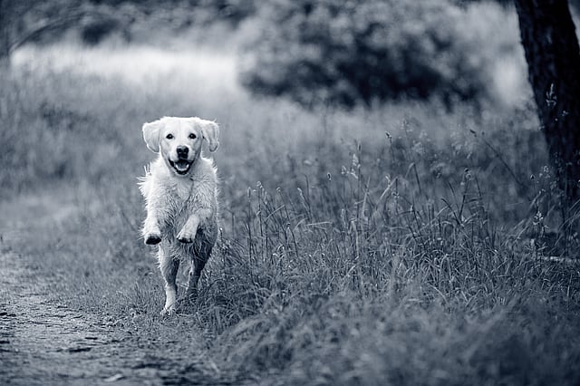 En hund som løper på et jorde.