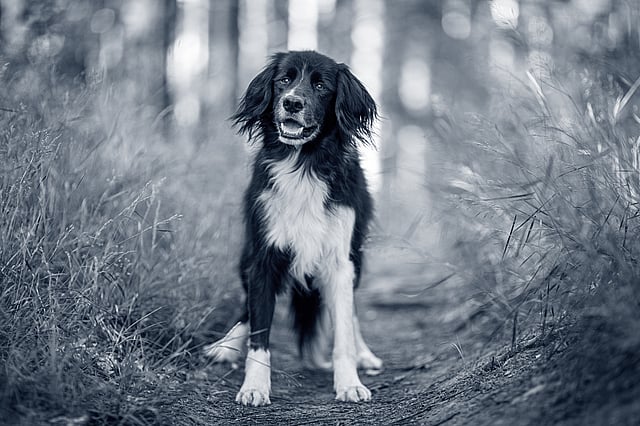 En hund som står på en sti.