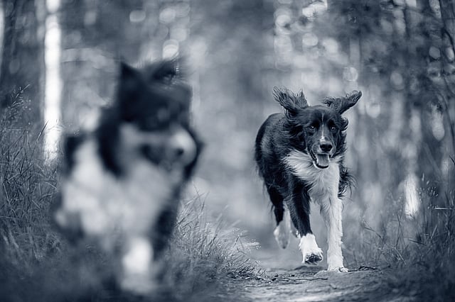 Dogs running