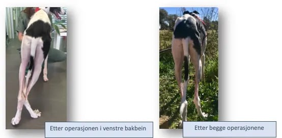En hund som går i gresset.